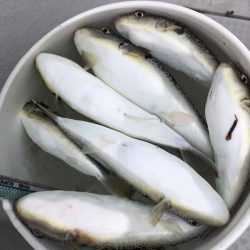 浜栄丸 釣果