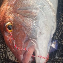 龍神丸(鹿児島) 釣果