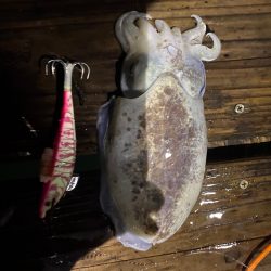 末広丸(熊本) 釣果