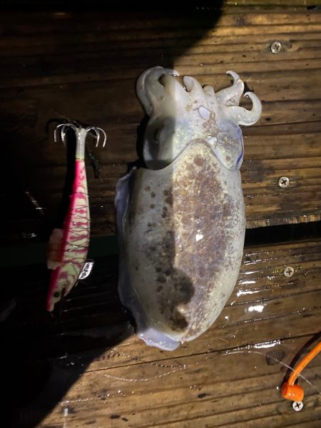 末広丸(熊本) 釣果