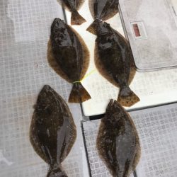 遊漁船メテオ 釣果