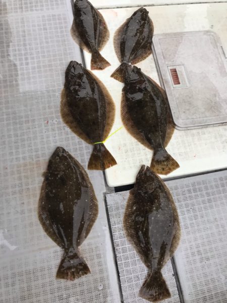 遊漁船メテオ 釣果