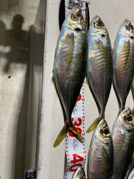 Monster Rush! 釣果