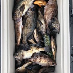 フィッシング キッタカ 釣果