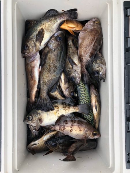 フィッシング キッタカ 釣果