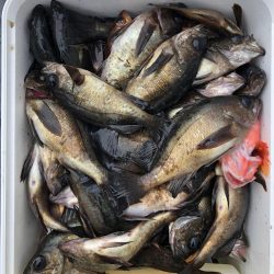 フィッシング キッタカ 釣果