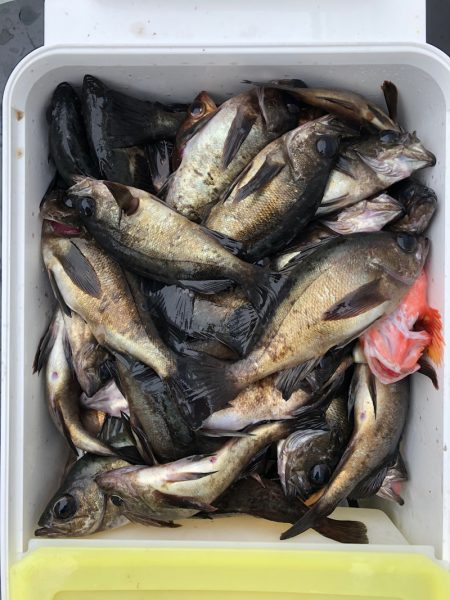 フィッシング キッタカ 釣果