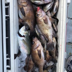 フィッシング キッタカ 釣果