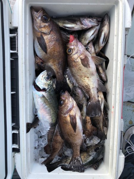 フィッシング キッタカ 釣果