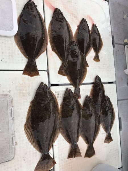 遊漁船メテオ 釣果