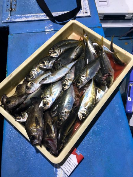 ヤザワ渡船 釣果