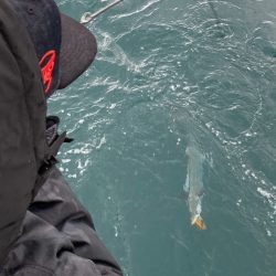 あみや渡船 JIGBOY 釣果