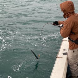 あみや渡船 JIGBOY 釣果