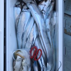 フィッシング キッタカ 釣果