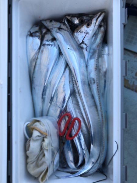 フィッシング キッタカ 釣果