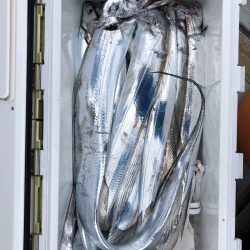 フィッシング キッタカ 釣果