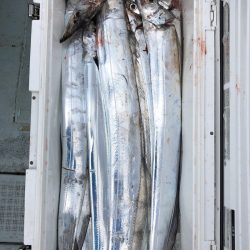 フィッシング キッタカ 釣果