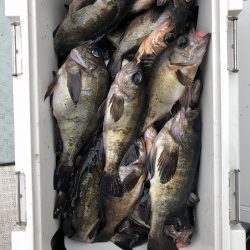 フィッシング　キッタカ 釣果