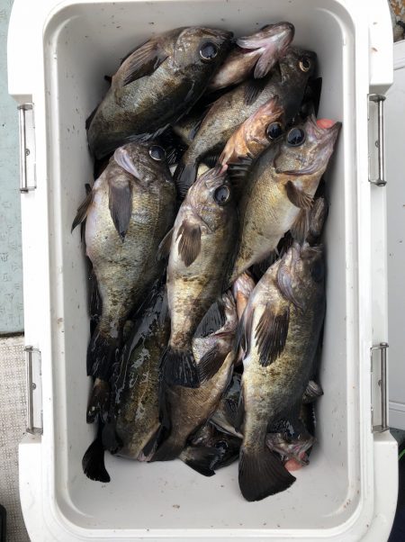 フィッシング　キッタカ 釣果