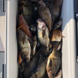 フィッシング キッタカ 釣果