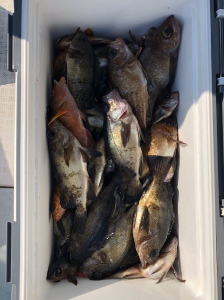 フィッシング キッタカ 釣果