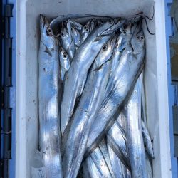 フィッシング キッタカ 釣果