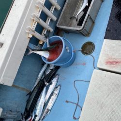 あみや渡船 JIGBOY 釣果