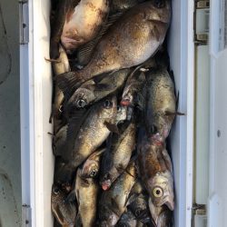 フィッシング キッタカ 釣果