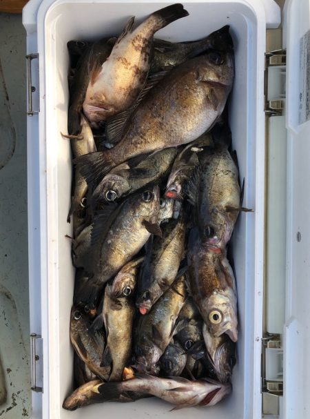 フィッシング キッタカ 釣果