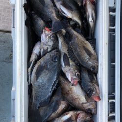 フィッシング キッタカ 釣果