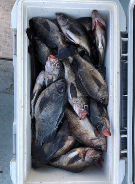 フィッシング キッタカ 釣果