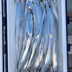 フィッシング キッタカ 釣果