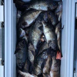 フィッシング キッタカ 釣果