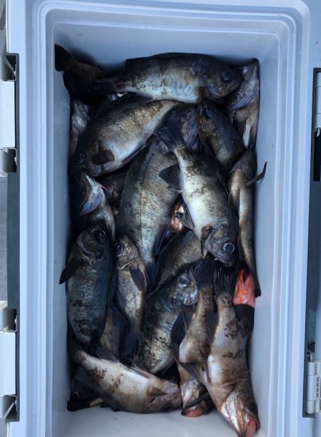 フィッシング キッタカ 釣果