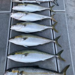 SeaRide(シーライド) 釣果