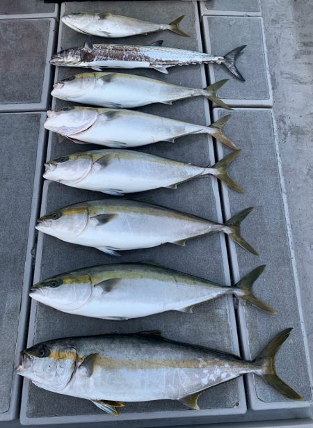 SeaRide(シーライド) 釣果