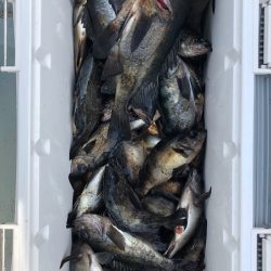 フィッシング キッタカ 釣果