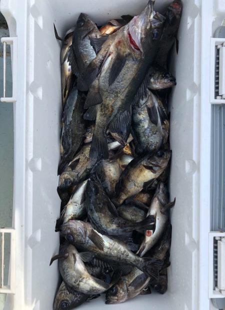 フィッシング キッタカ 釣果