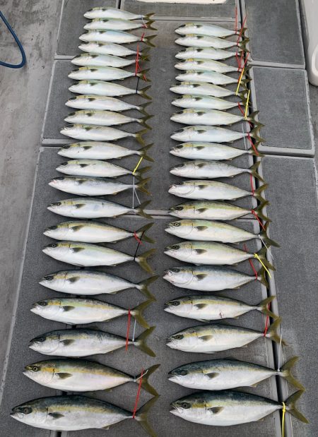 SeaRide(シーライド) 釣果