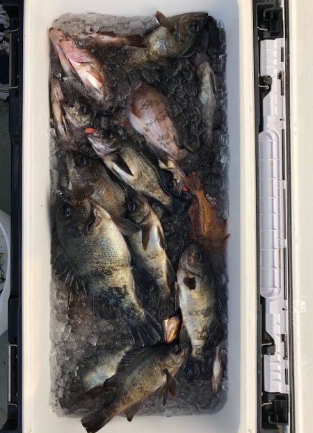 フィッシング キッタカ 釣果