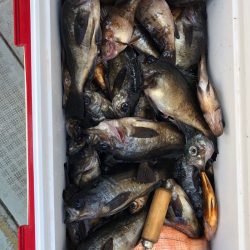 フィッシング キッタカ 釣果