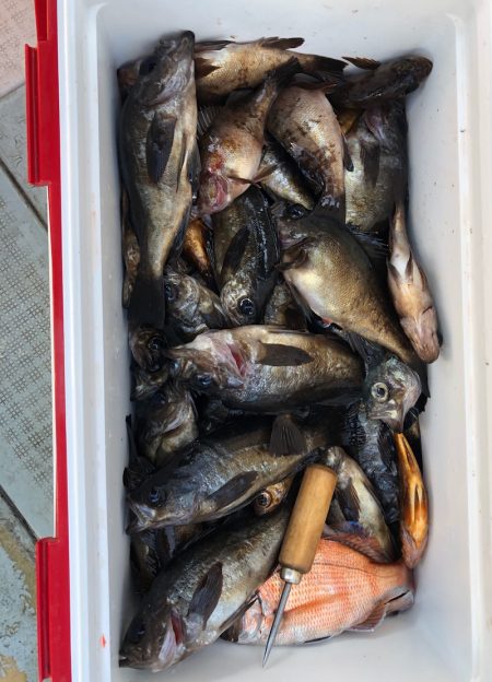 フィッシング キッタカ 釣果