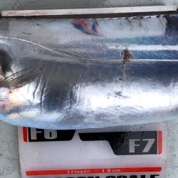 フィッシング キッタカ 釣果