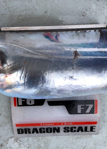 フィッシング キッタカ 釣果