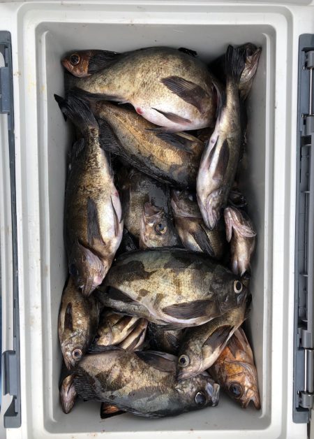 フィッシング　キッタカ 釣果