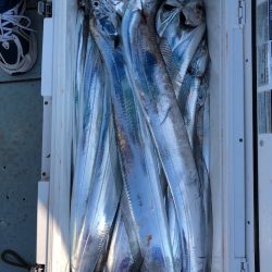 フィッシング キッタカ 釣果