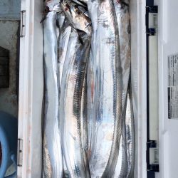 フィッシング キッタカ 釣果