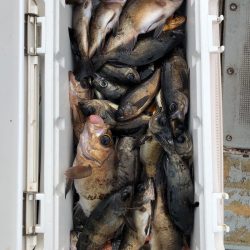 フィッシング　キッタカ 釣果