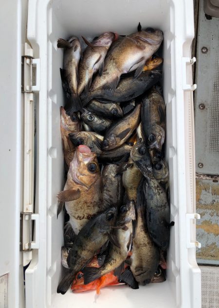 フィッシング　キッタカ 釣果