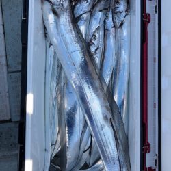 フィッシング キッタカ 釣果